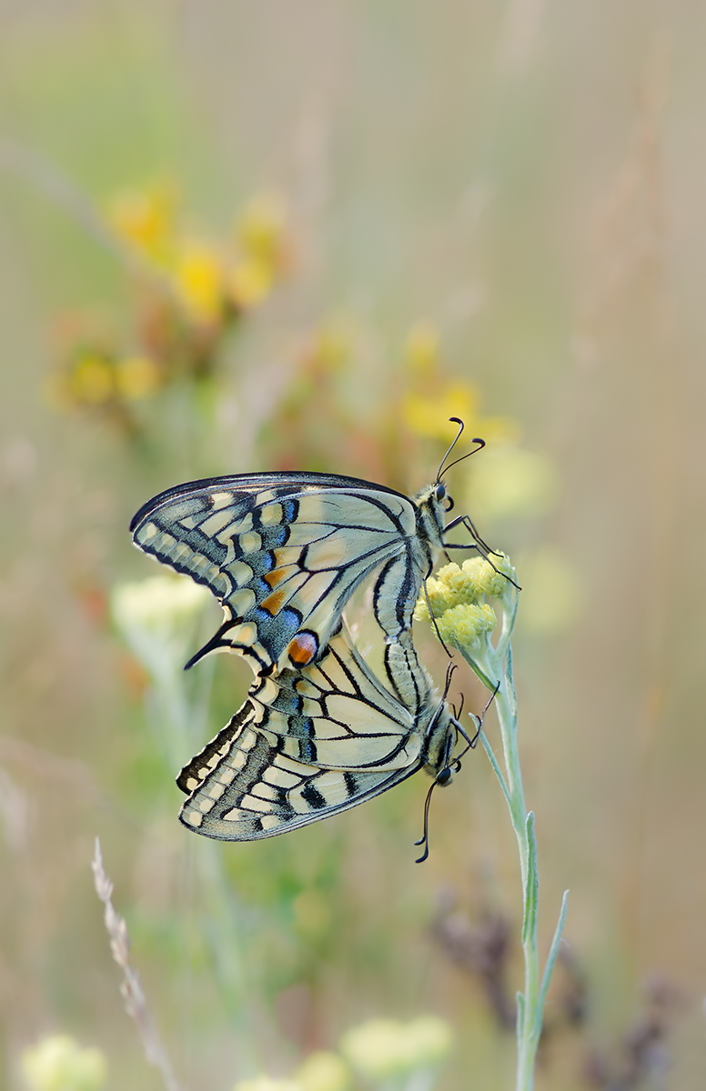 DSC06264+5 Schwalbenschwanz (Papilio machaon).c.kl.jpg
