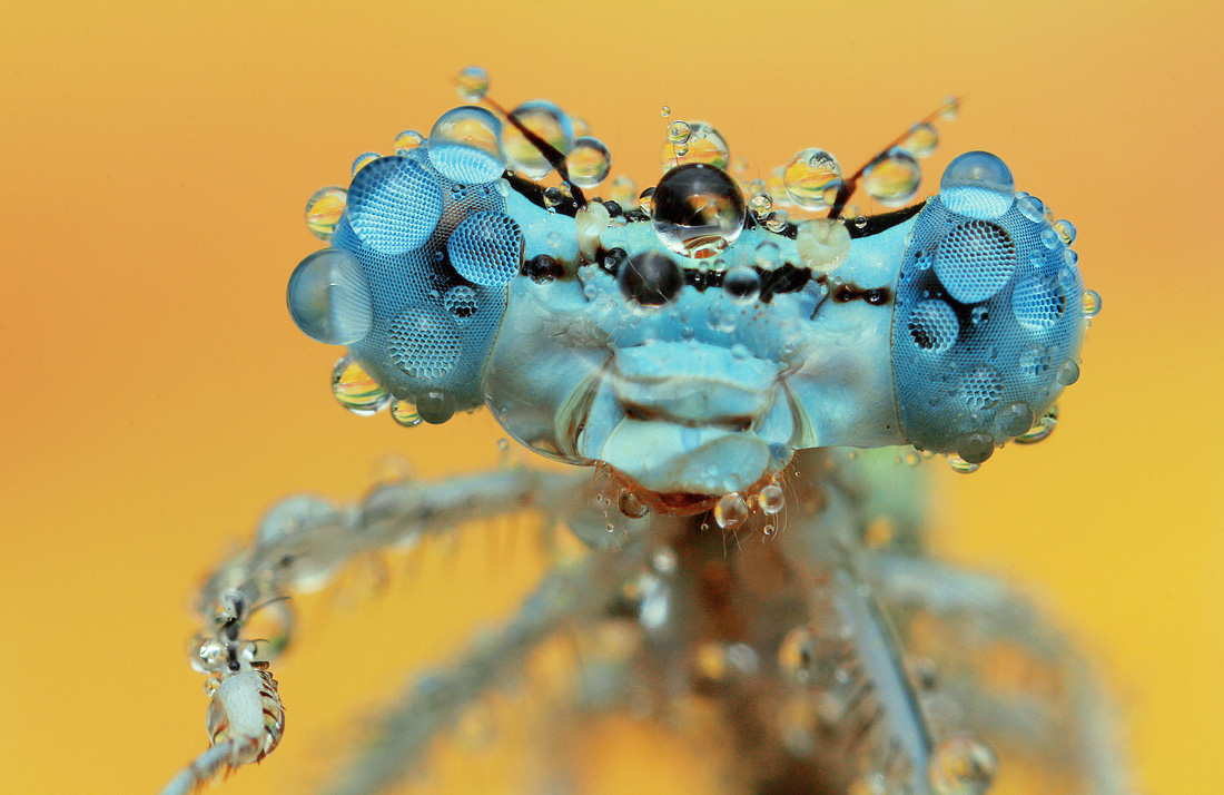 dragonflywetsharp3s.jpg