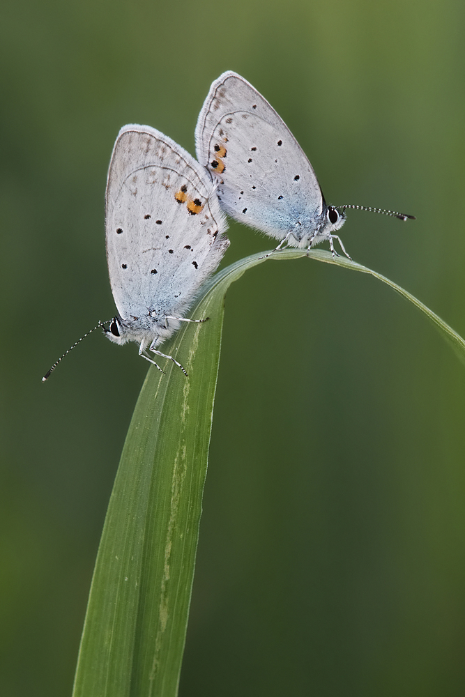 blau-ks-ohneSR-IMG_7068.jpg