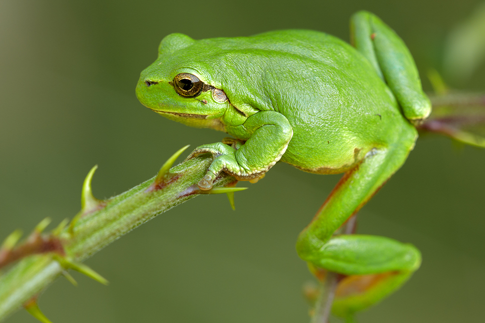Laubfrosch-2012.4.jpg