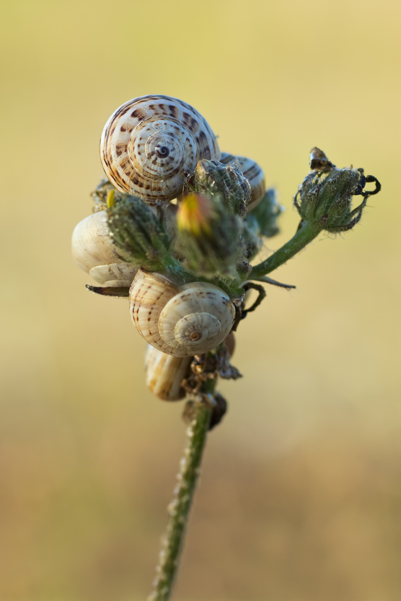 Schnecke_MF_2012 08 03_7854-Bearbeitet-Bearbeitet.jpg