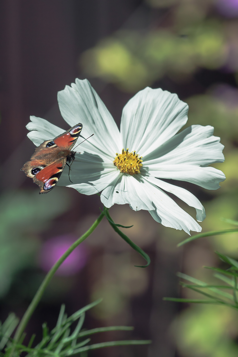 Tagpfauenauge auf Comea-7016.jpg