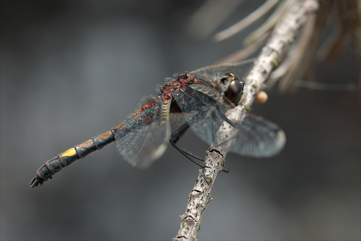 Leucorrhinia pectoralis_m_IMG_4213.jpg