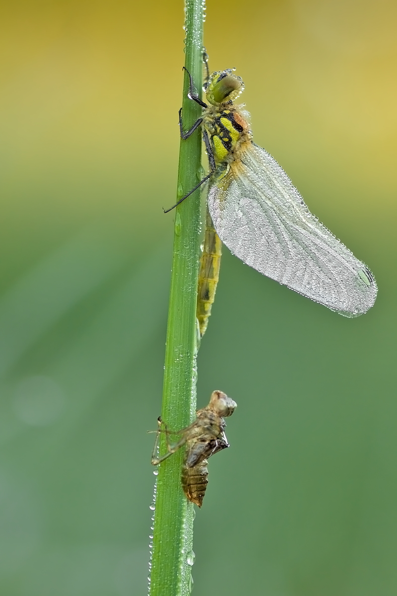 15.06.2012-moor 019.JPG