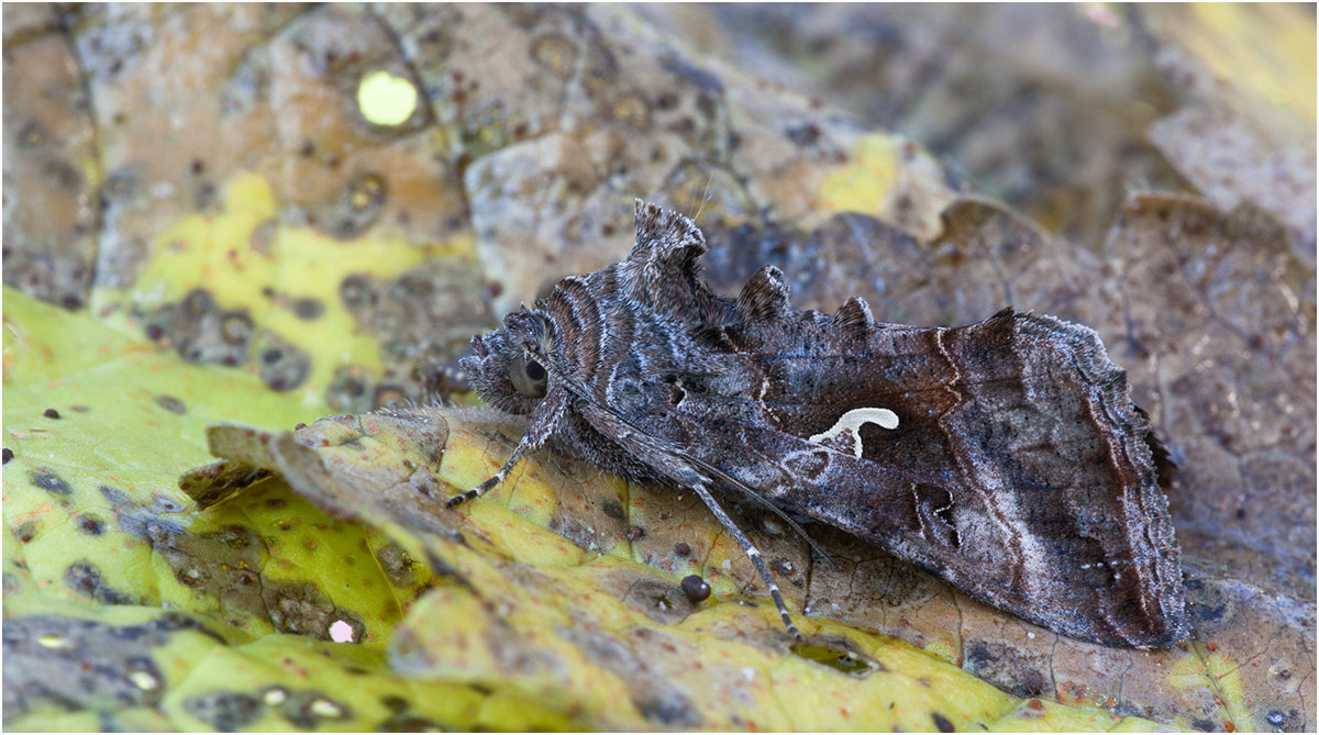 Autographa gamma - Gammaeule7629.jpg