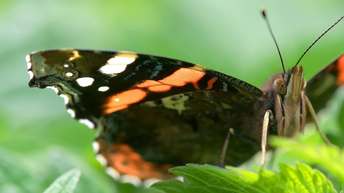 Admiral Vanessa atalanta (2).jpg