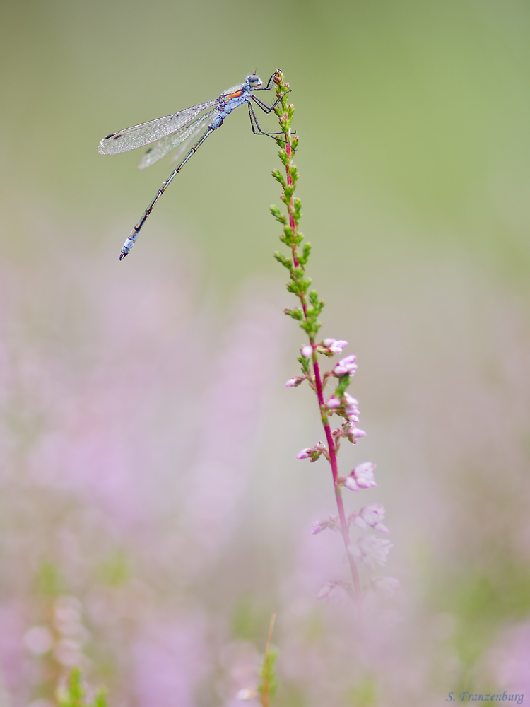 P8240130_Lestes sponsa_ed_klein.jpg