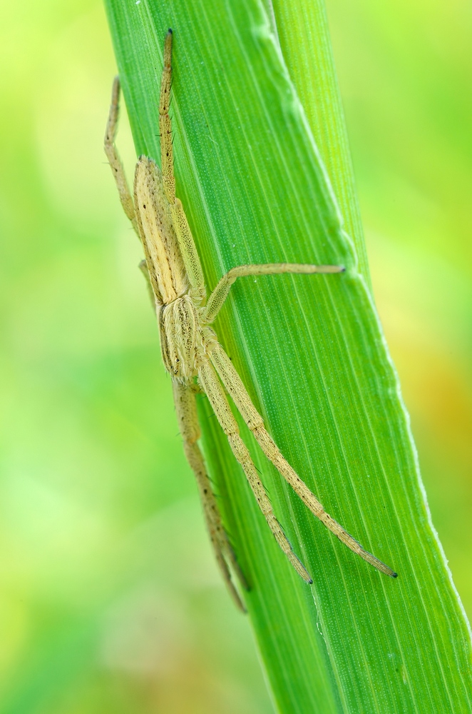 IMGP9799ma.jpg