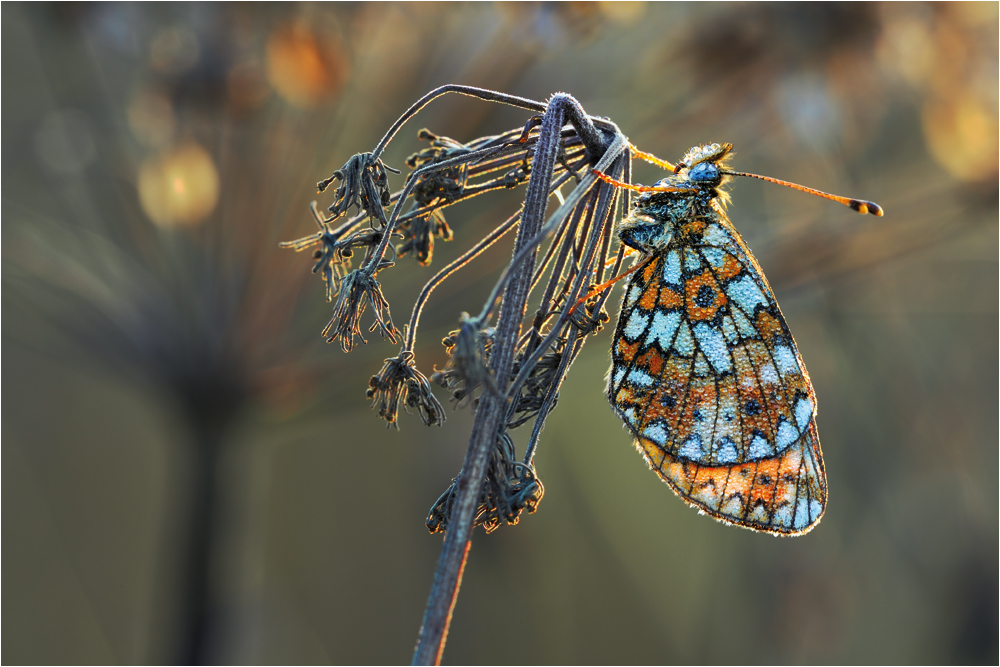 Scheckenfalter_Boloria_selene_2012_5318_Waizenegger.jpg