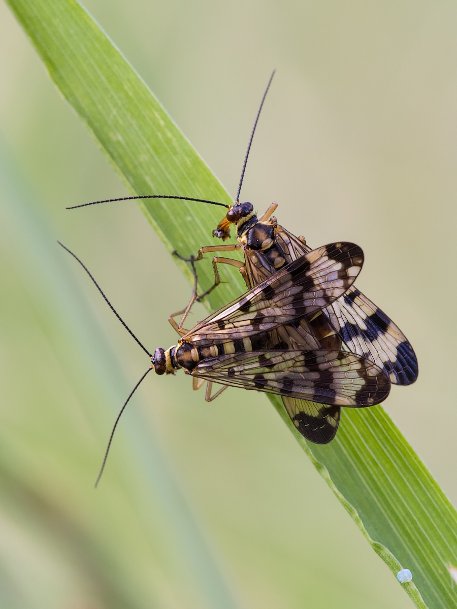 skorpion3 (1 von 1).jpg