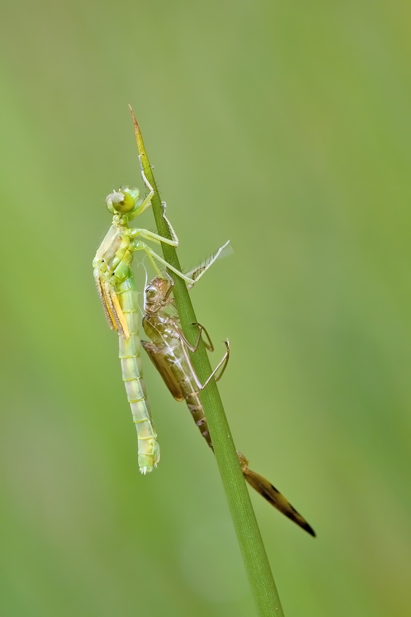 11.07.2012-moor 087.JPG