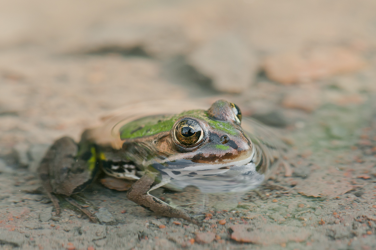 Frosch-4599.jpg