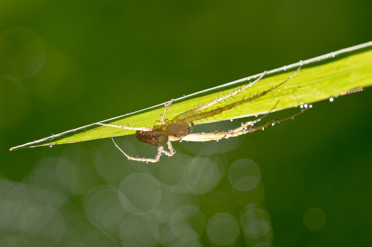 Spinne unter Blatt 1.jpg