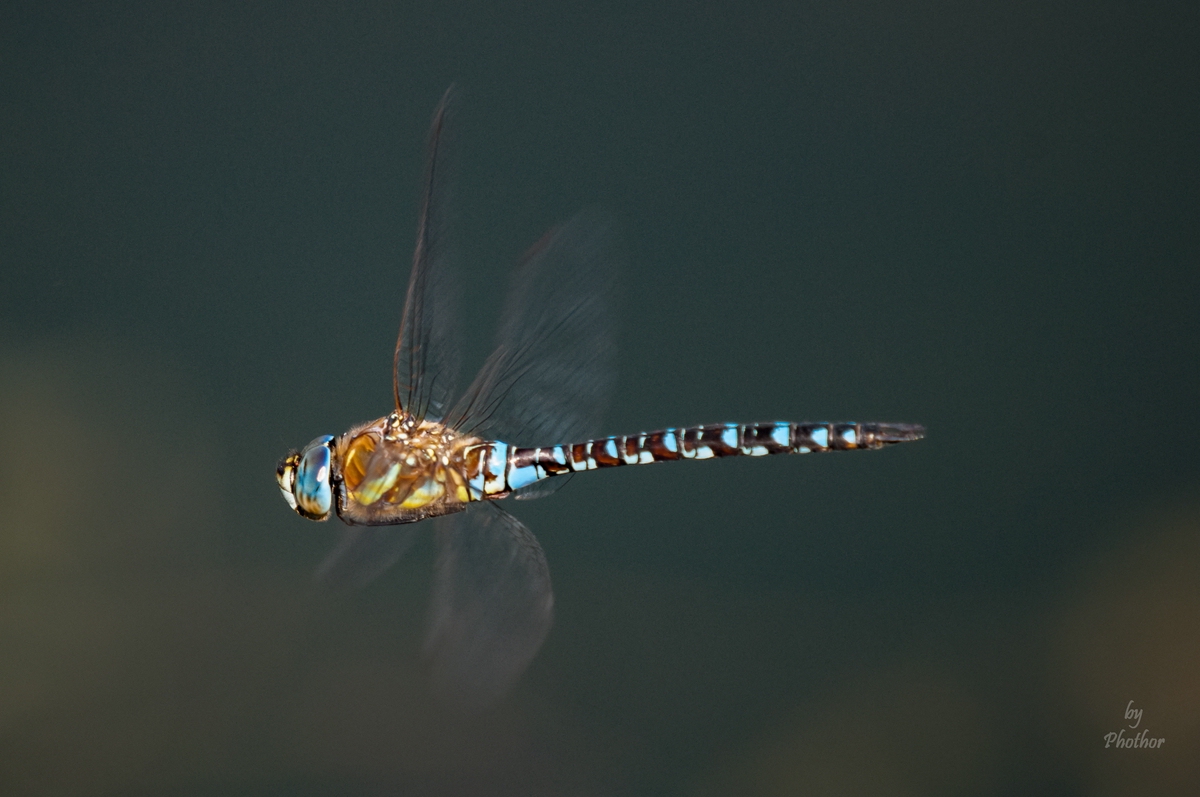 compressedDSC_0602-Bearbeitet.jpg
