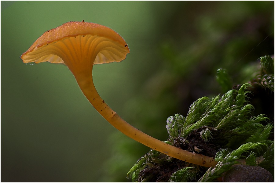 Pilz150.jpg