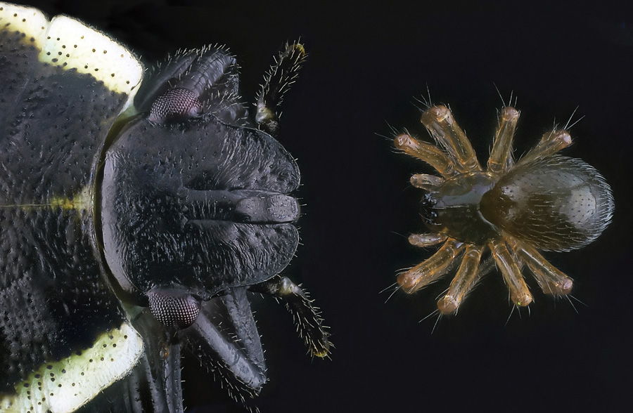 diffusor.jpg