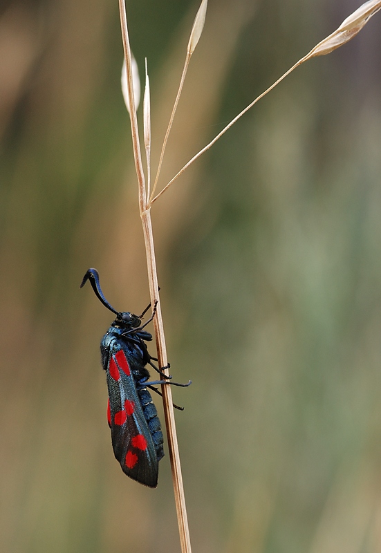 Sechsfleck-Widderchen_Zygaena_filipendulae.jpg