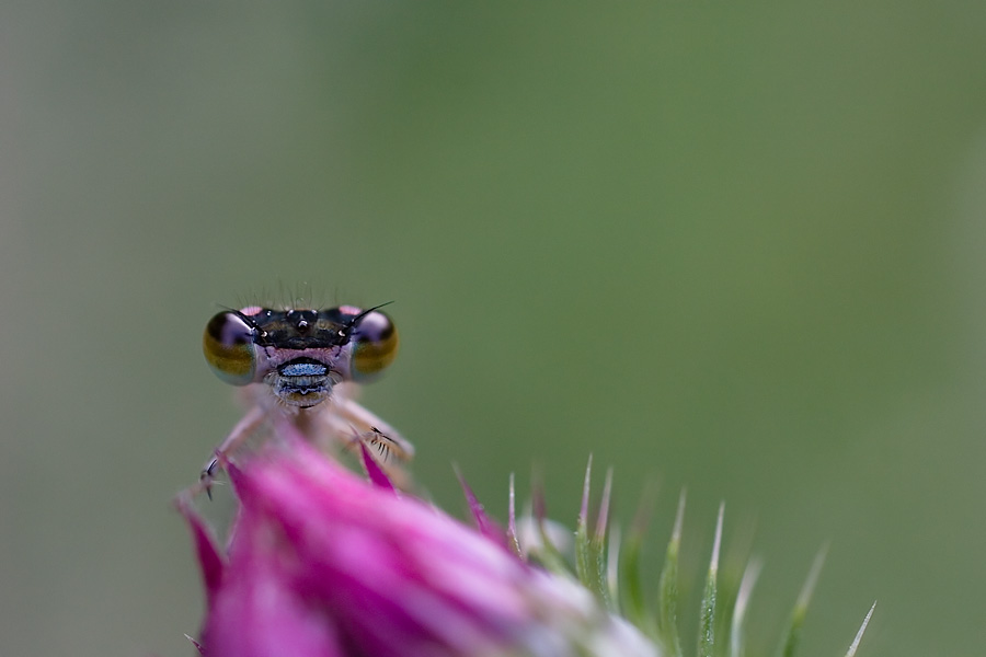 _MG_4738.jpg