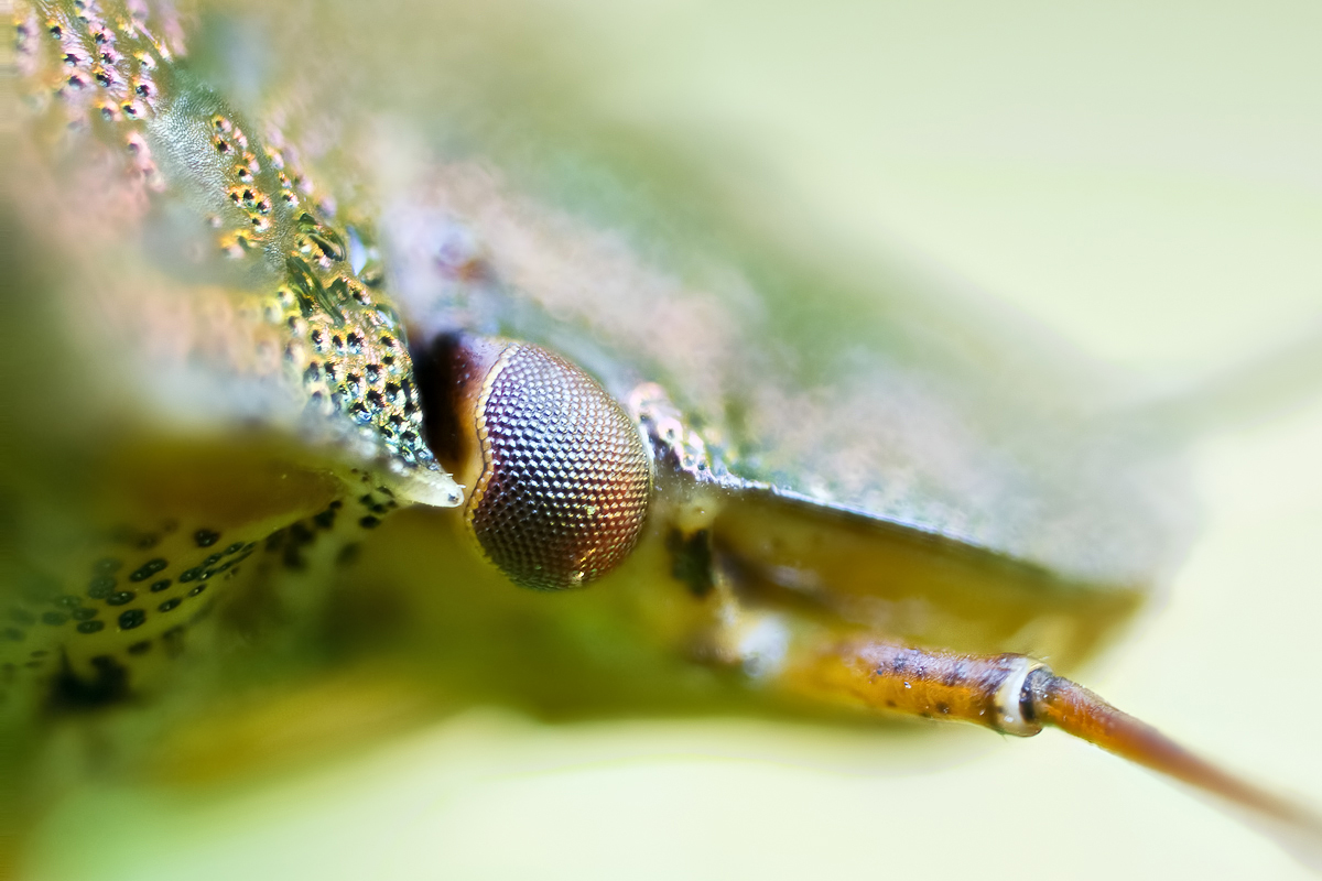 Wanzen_Auge_2012 09 16_8669-Bearbeitet-Bearbeitet-2.jpg