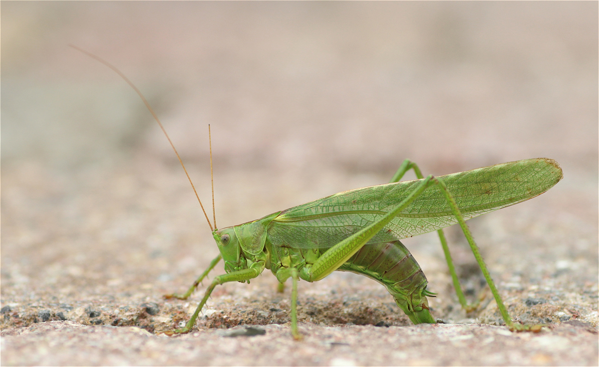 Heupferd01makro.jpg