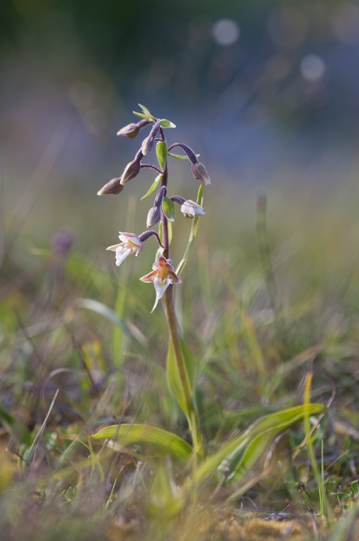 epipactis.jpg