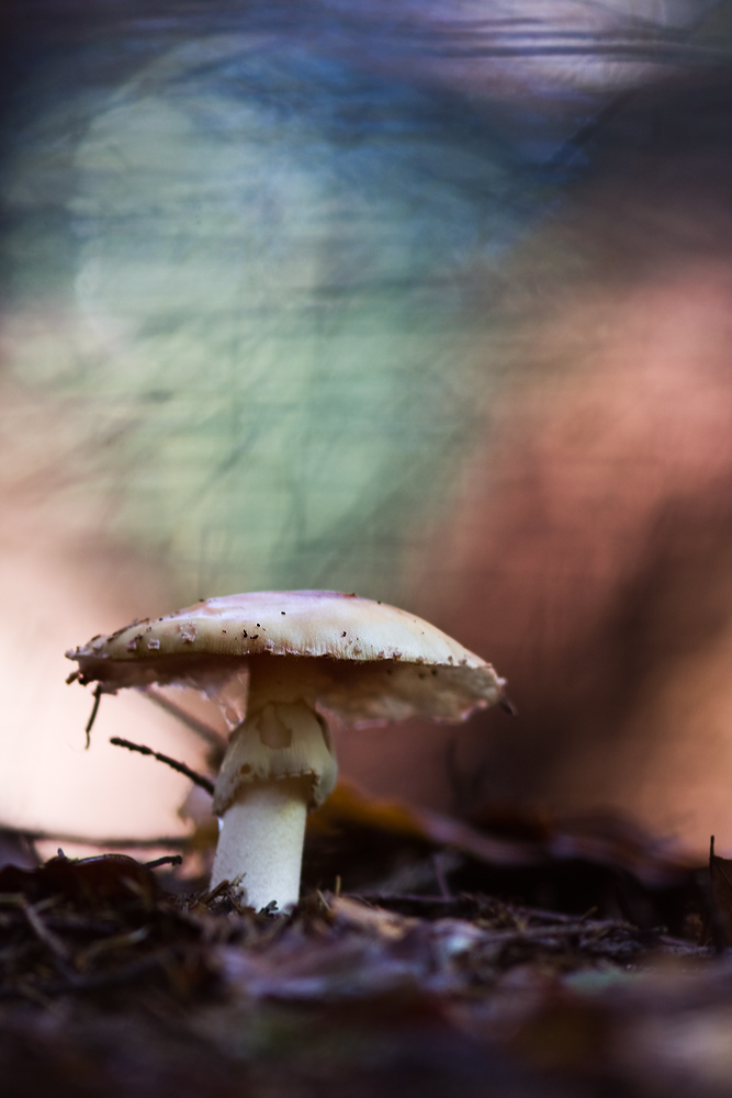 IMG_1998-pilz_dunkel-2.jpg