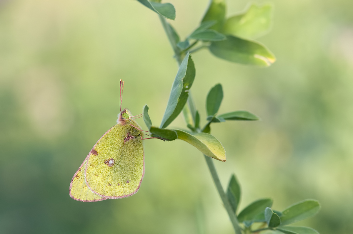 DSC_7976.jpg