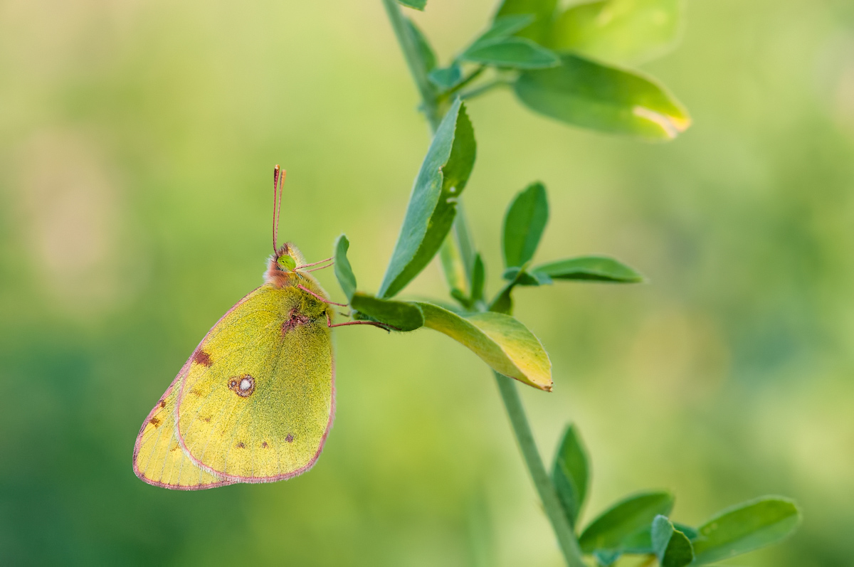 Comp_DSC_7976.jpg