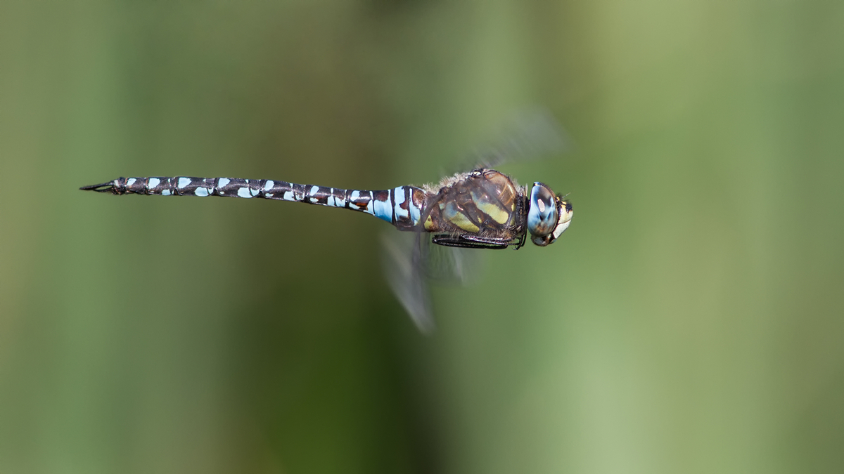 _MG_7648_Aeshna mixta.jpg