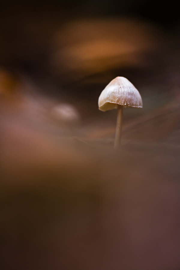 IMG_2180-pilzchen-2.png