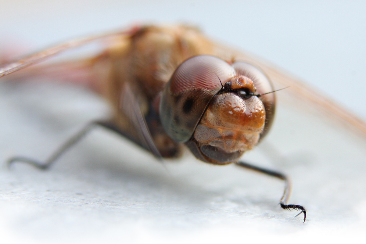 Sympetrum striolatum_m_winker_IMG_0188.jpg