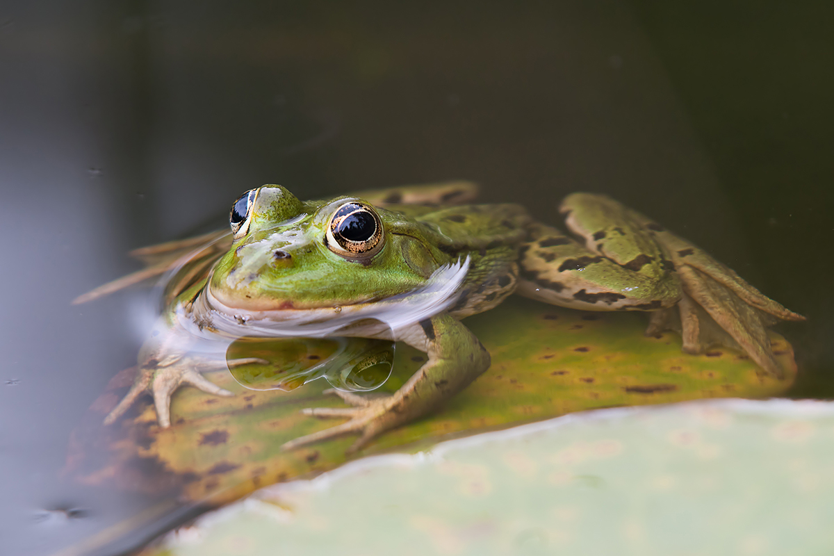 compTeichfrosch30.6.2012HinwilDSC_6125 85%.jpg