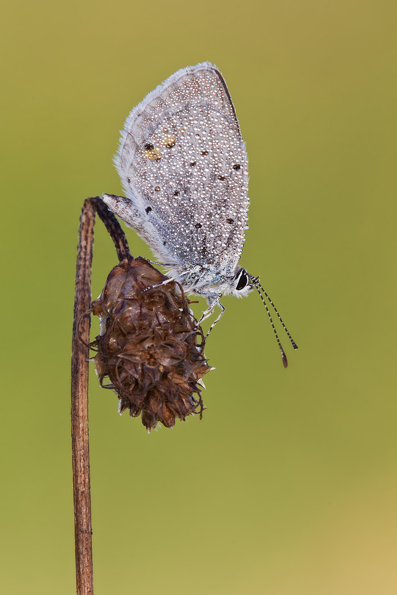 blau-ks-IMG_8088.jpg