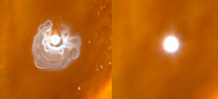 Calendula-Spot1.jpg