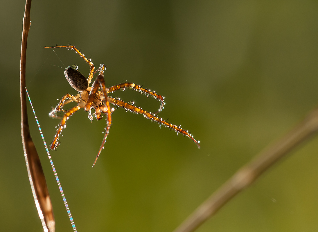 Herbstspinne 18.jpg