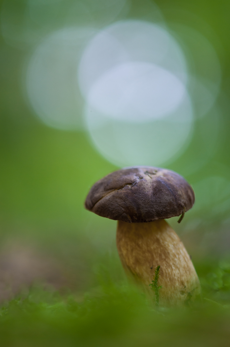 Steinpilz-6643.jpg