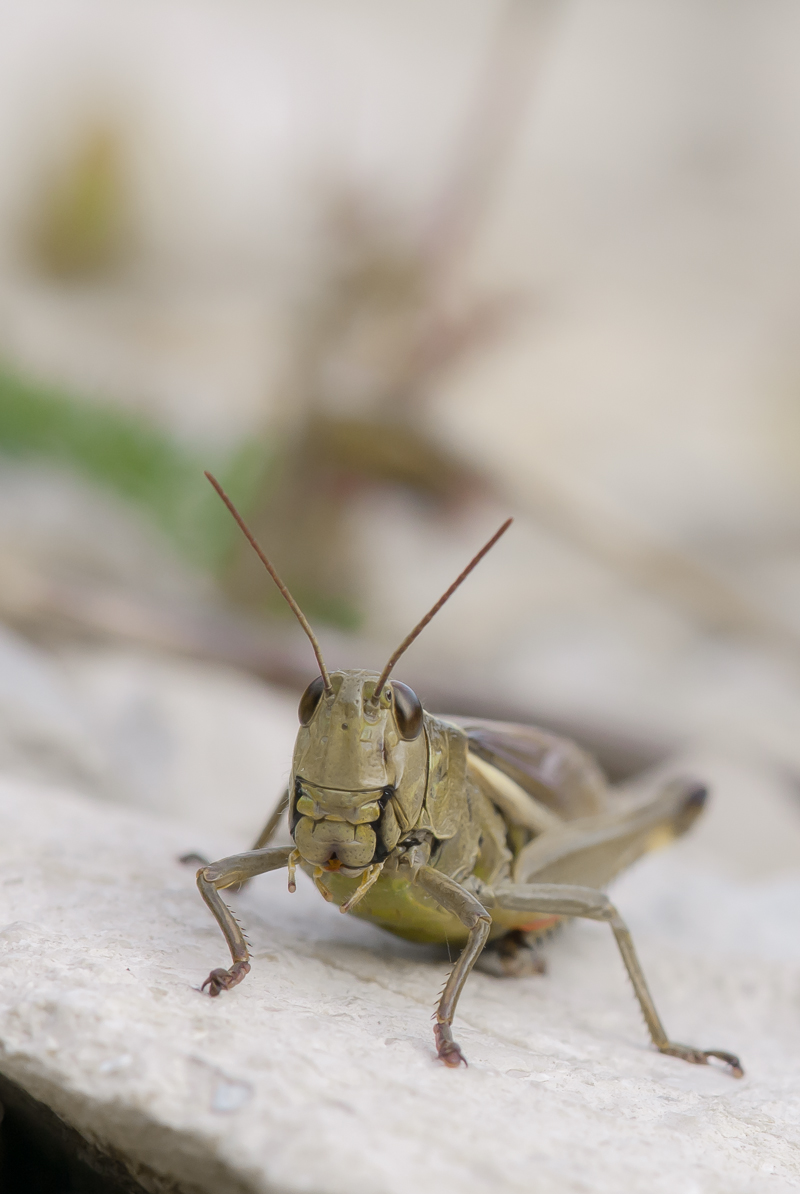 DSC_8878.jpg