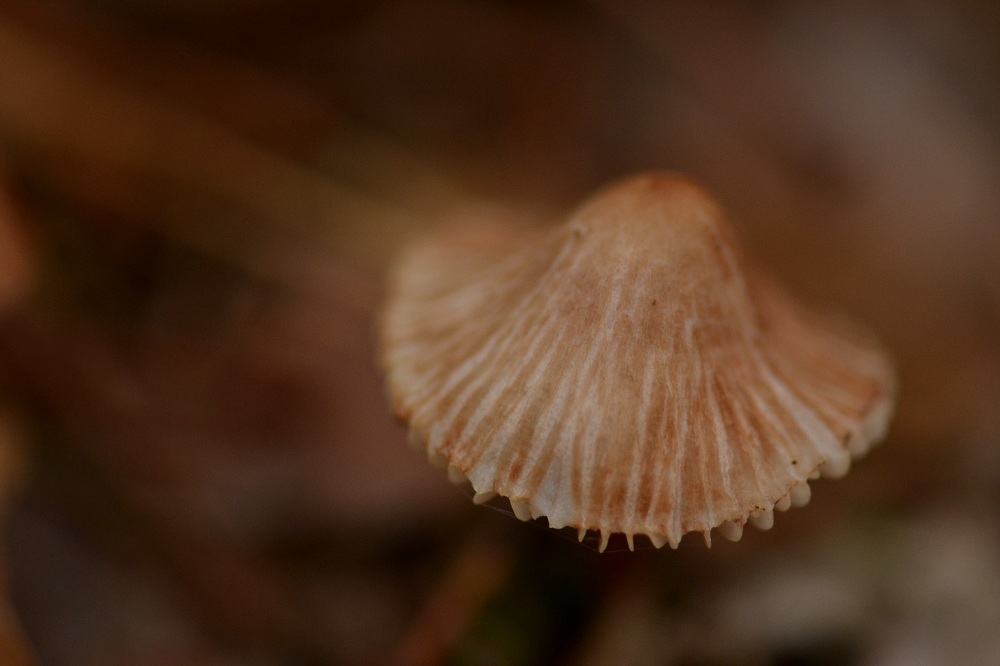 DSC_5462.JPG