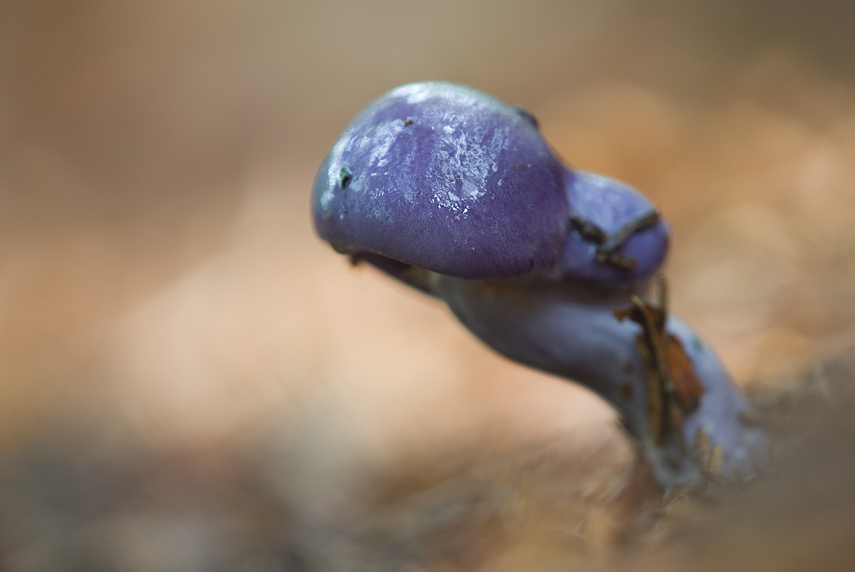 Blauer Klumpfuss_cortinarius coerulescensDSC_0803.jpg