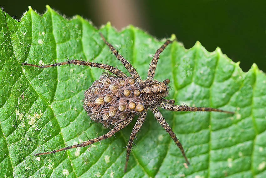 Kopie von 5976.Hildeg GartenIMG_5976Spinne-02_filtered.jpg