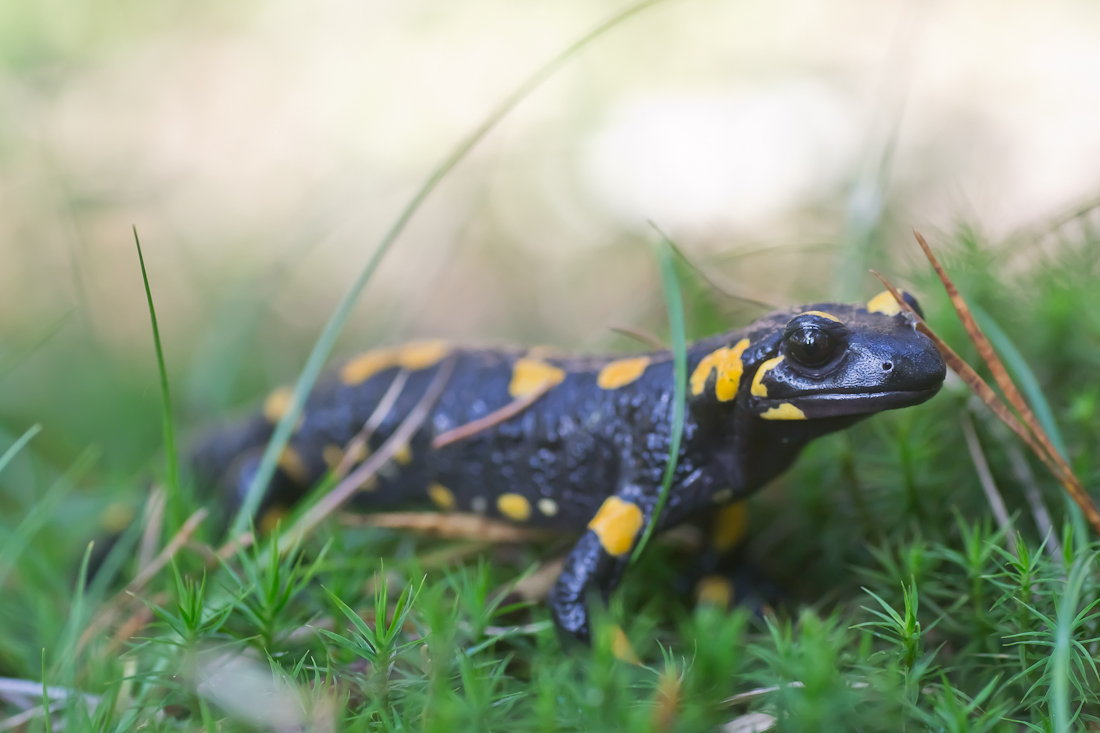 Salamandra-1.jpg