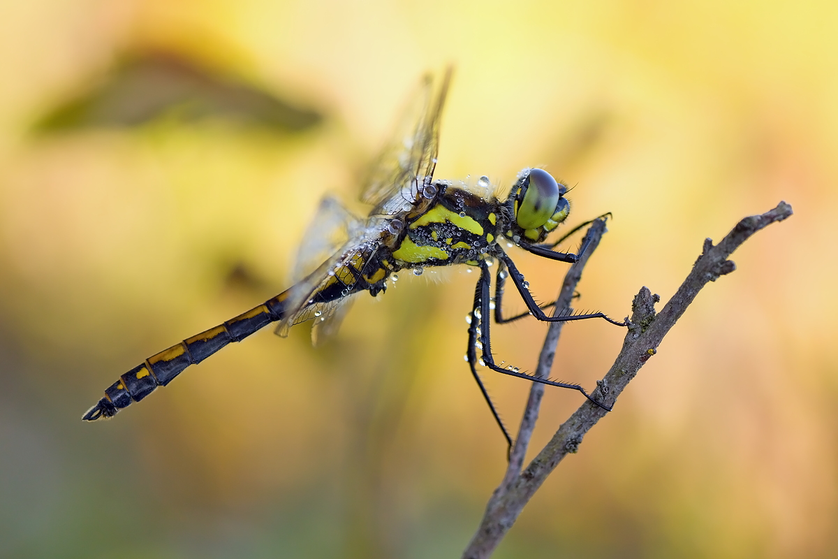 15.06.2012-moor 058.JPG
