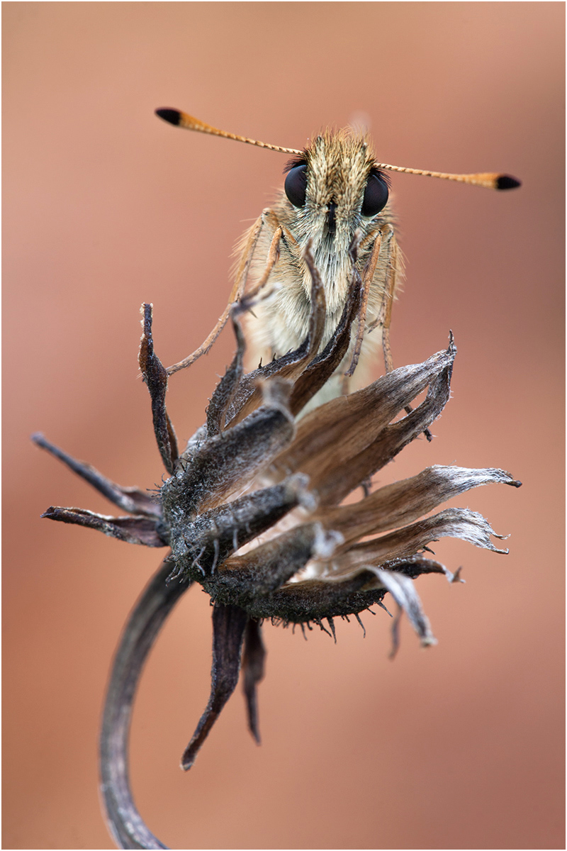 Ochlodes sylvanus - Rostfarbiger Dickkopffalter.jpg