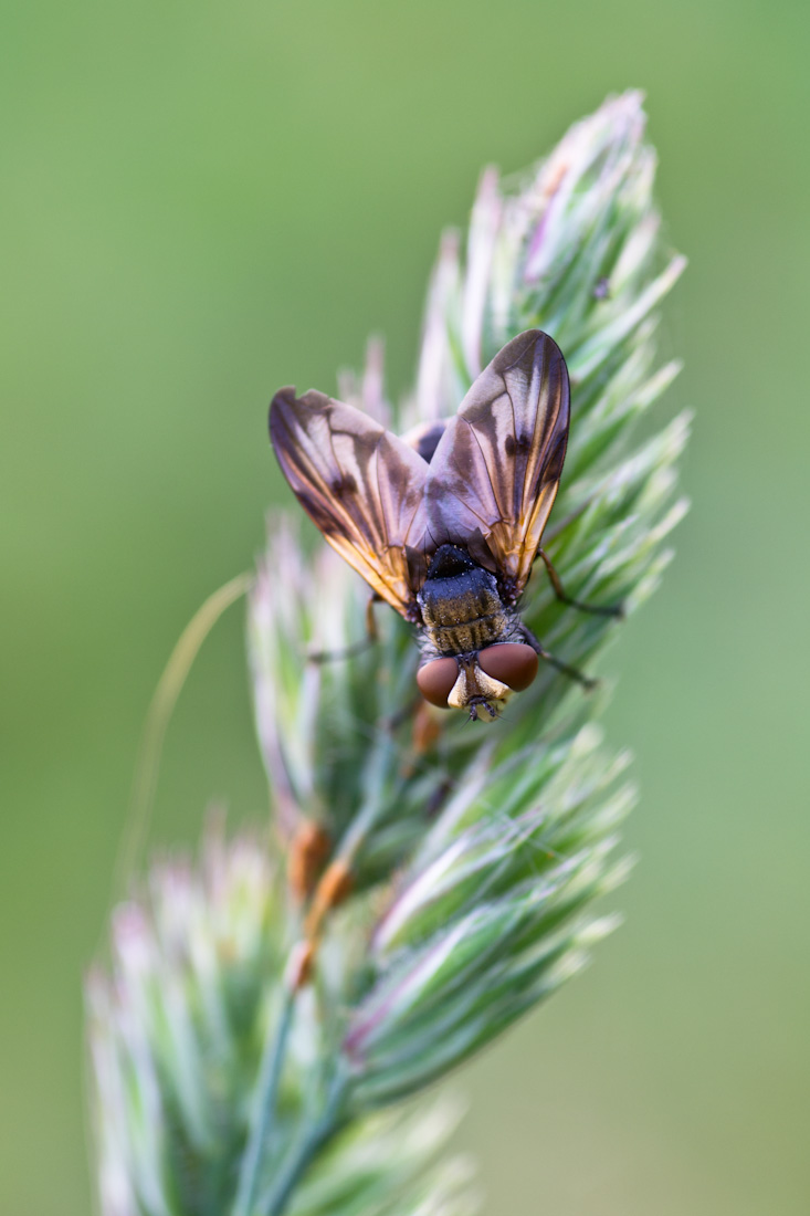 FliegenUFO.jpg