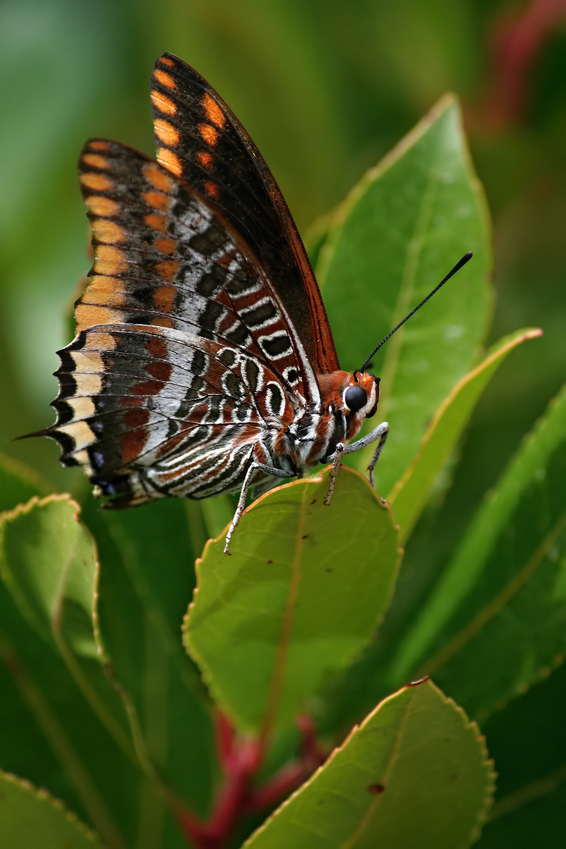 Charaxes Jasius - Erdbeerbaumfalter_1200x800.jpg