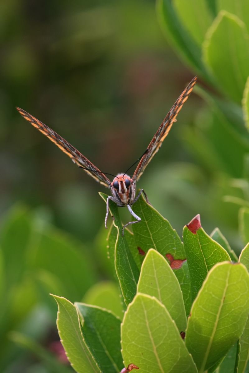 Frontal_Charaxes Jasius - Erdbeerbaumfalter_1200x800.jpg