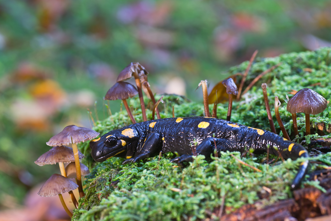 Salamander-2.jpg