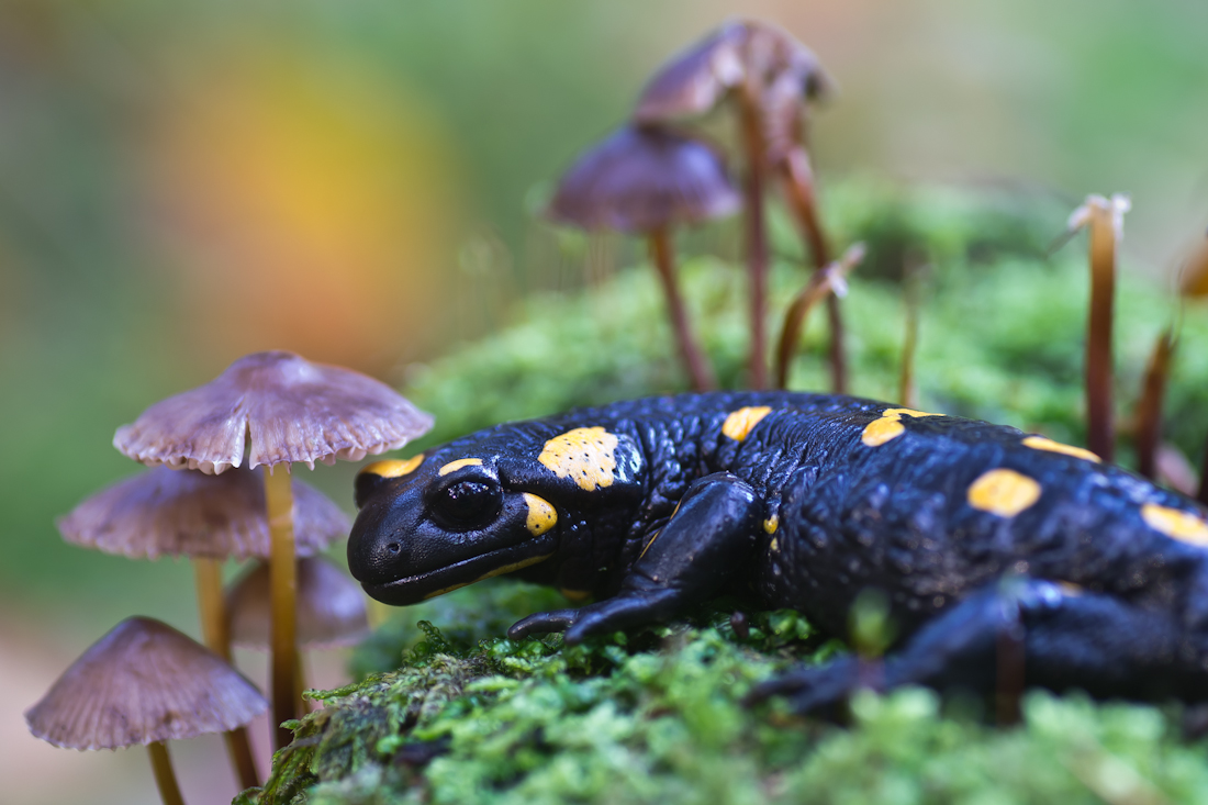 Salamander-3.jpg