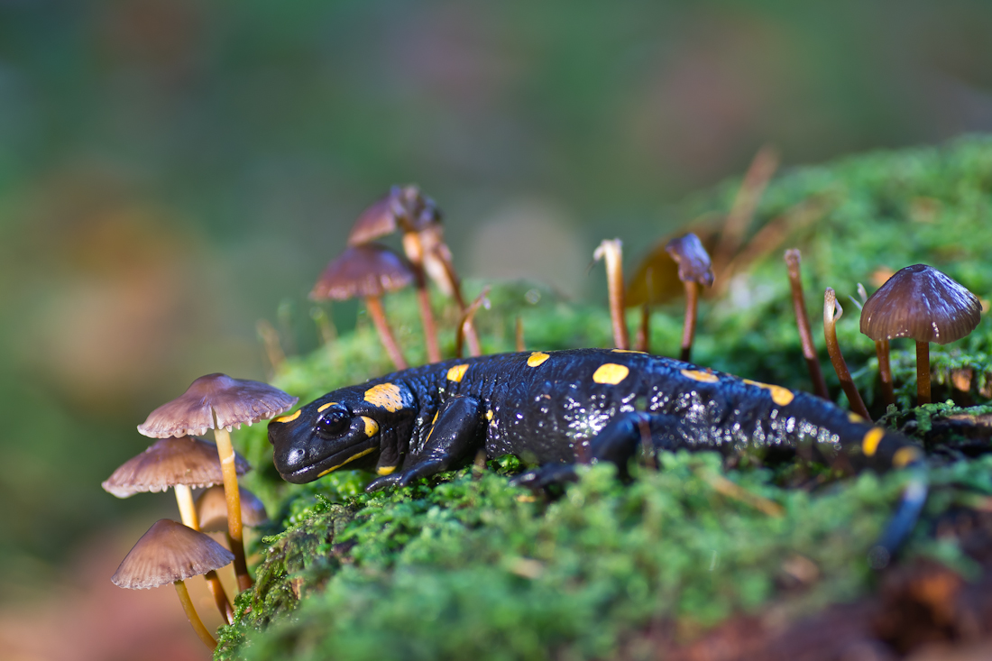 Salamander-1.jpg