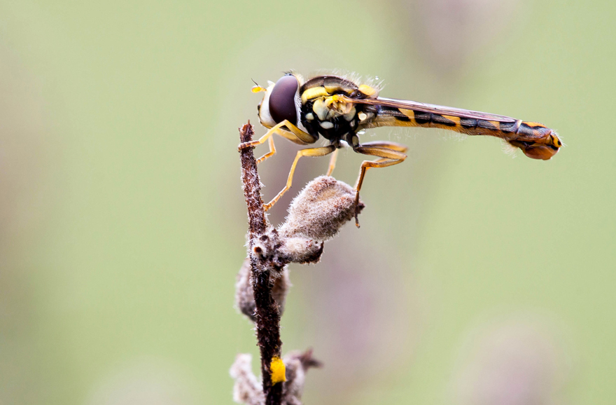 IMG_5191-2Schweb.jpg